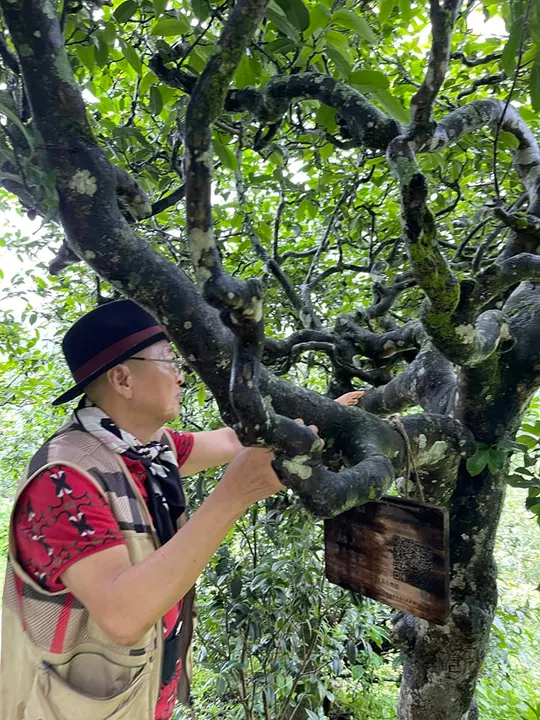 Cây trà cổ hơn 531 năm ở làng cổ Băng đảo. · 08.08.2023