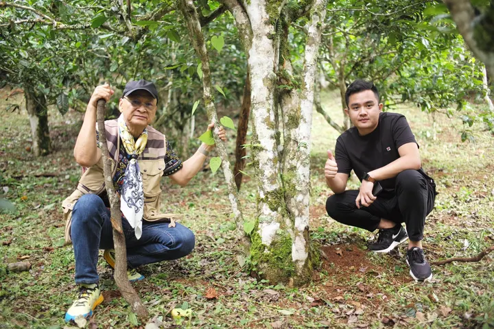 Aaba thăm 3 Núi Trà cổ Hekai, Laobanzhang, Pasha tại Mãnh Hổ, Tây Son… · 01.09.2023
