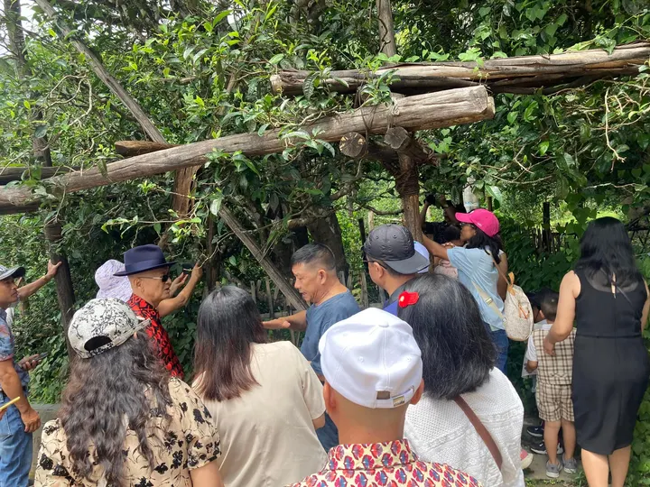 Sáng nay đoàn các hm đi thăm quảng trường trà Bingdaolaozhai, các hm… · 26.07.2024