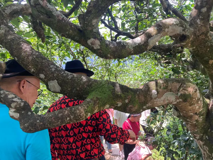 Sáng nay đoàn các hm đi thăm quảng trường trà Bingdaolaozhai, các hm… · 26.07.2024